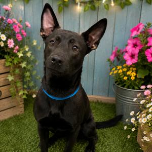 Diane Von Fur-Stenburg, Malinois, Belgian, young, available for adoption