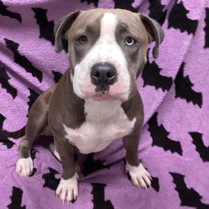 Lovey, Terrier, American Staffordshire, young, available for adoption