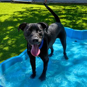 King, Terrier, Pit Bull, young, available for adoption