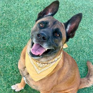 A happy dog wearing a yellow bandana, sitting on grass.