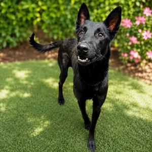 Fenris, Malinois, Belgian, available for adoption
