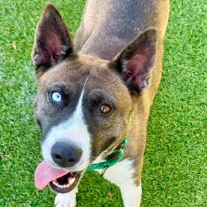 Martini, Husky, young, available for adoption
