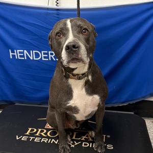Koda, Terrier, American Staffordshire, senior, available for adoption