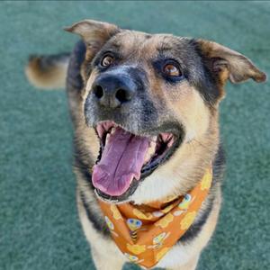 A happy dog with a brown and black coat, wearing an orange bandana with a pattern, looking up with its mouth open and tongue out.