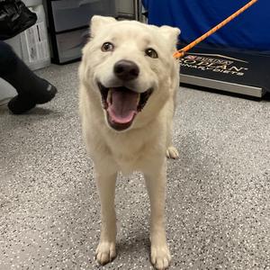 Kota, Husky, available for adoption
