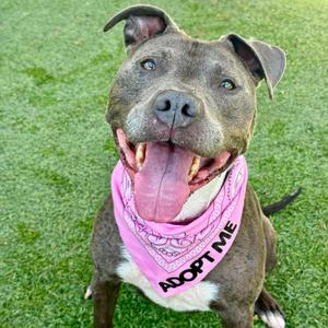 Cali, Terrier, Pit Bull, senior, available for adoption