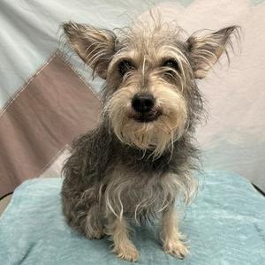 A small, scruffy dog with long, wiry fur and pointed ears is sitting on a blue blanket. The dog has a black nose and dark eyes, and its fur is a mix of gray and white. The background is a light-colored fabric with a pattern of geometric shapes.
