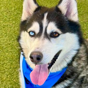 Prince, Husky, available for adoption