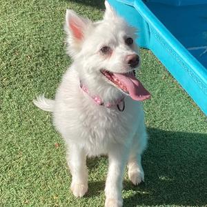 Bella, Eskimo, American, senior, available for adoption
