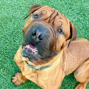 Oso, Mastiff, young, available for adoption