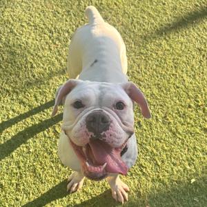 A white dog with floppy ears and a pink tongue sticking out, standing on green grass.