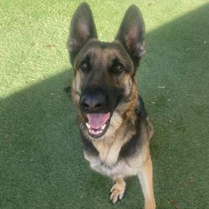 A German Shepherd dog sitting on green artificial turf, looking up with its mouth open and tongue out.