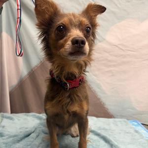 Muffin, Chihuahua, Long Coat, available for adoption