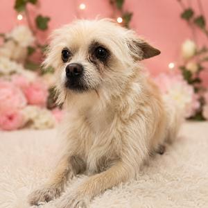 A small, fluffy dog with light-colored fur and dark eyes is lying on a white, textured surface. The background features pink flowers and soft, blurred lights, creating a warm and cozy atmosphere.
