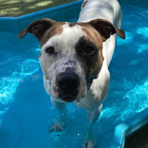 Luna, Terrier, American Staffordshire, available for adoption