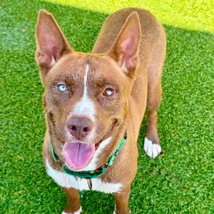 Moscato, Husky, young, available for adoption