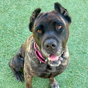 Bella, Canario, Presa, senior, available for adoption
