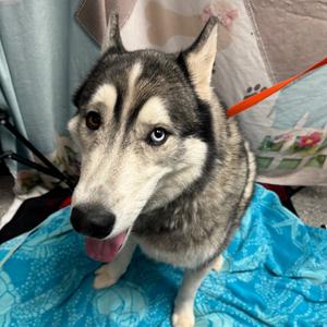 Dylan, Husky, available for adoption