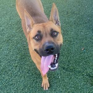A brown dog with a black nose and a pink tongue sticking out, standing on green grass.