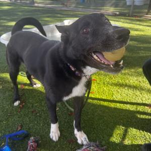 Bleu, Collie, Border, available for adoption