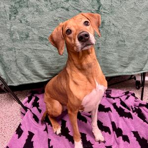 Brooke, Ridgeback, Rhodesian, available for adoption