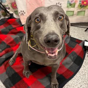 Hazel, Weimaraner, available for adoption