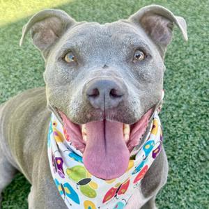 A gray pit bull dog with a colorful bandana, panting with its tongue out, standing on grass.