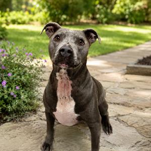 Chyna, Terrier, Pit Bull, available for adoption