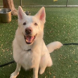 A white dog with blue eyes sitting on green grass, looking happy and excited.