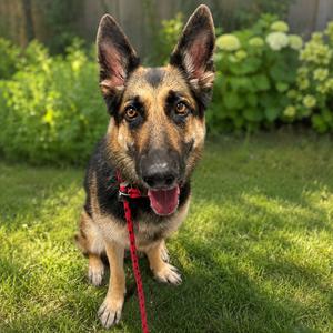 Mochi, Shepherd, German, available for adoption