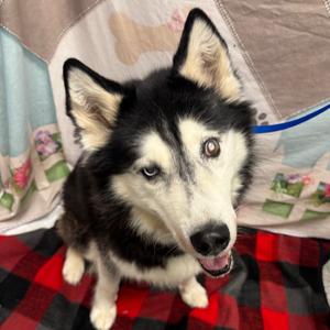 Buddy, Husky, Siberian, available for adoption