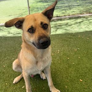 Murphy, Shepherd, German, young, available for adoption