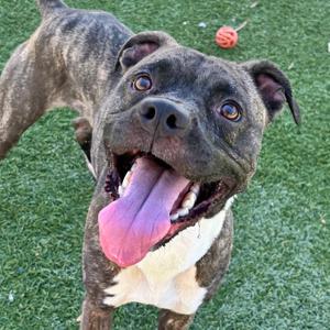 A brindle pit bull mix dog with its tongue hanging out, looking at the camera with wide eyes. The dog is on a grassy surface with a toy in the background.