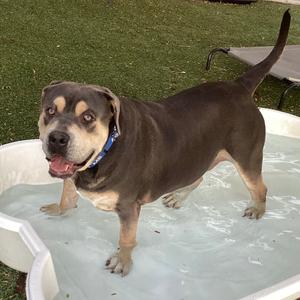 Gus Gus, Bulldog, American, young, available for adoption
