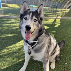 A husky dog sitting on green grass, wearing a collar with a tag, and looking directly at the camera with its tongue out.