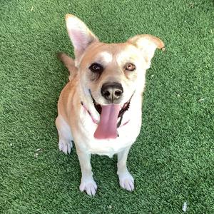 a dog sitting on grass with its tongue out
