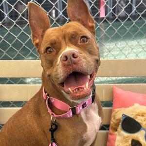 Amore, Terrier, Pit Bull, available for adoption