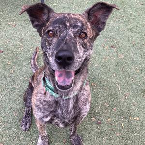 A brindle dog with a green collar, sitting on grass and looking up with its mouth open, showing its tongue.