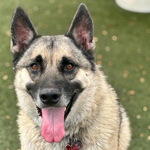 A German Shepherd dog with a black and tan coat, standing on a green surface with its tongue out, wearing a collar with a tag.