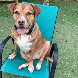 Maddi, Retriever, Labrador, senior, available for adoption