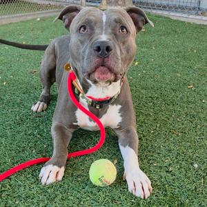 A gray and white pit bull terrier dog with a red leash and a tennis ball on a green artificial turf.