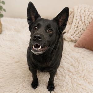Akira (Kira), Mixed Breed (Medium), young, available for adoption