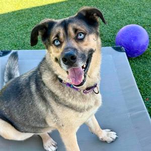 Danny Zuko, Shepherd, available for adoption