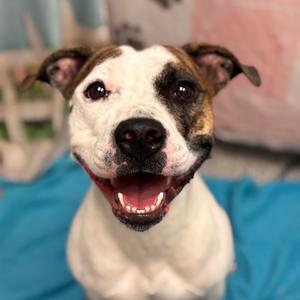 Lucy, Terrier, Staffordshire Bull, young, available for adoption