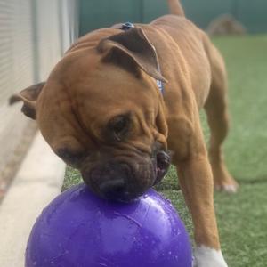 A brown dog with a blue collar is sniffing a large purple ball on a grassy surface.