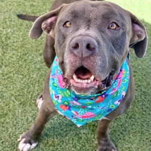 A brown dog with a colorful bandana around its neck, sitting on grass.