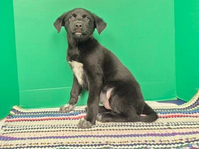 Chanson, English Springer Spaniel and German Shepherd Dog, puppy, available for adoption