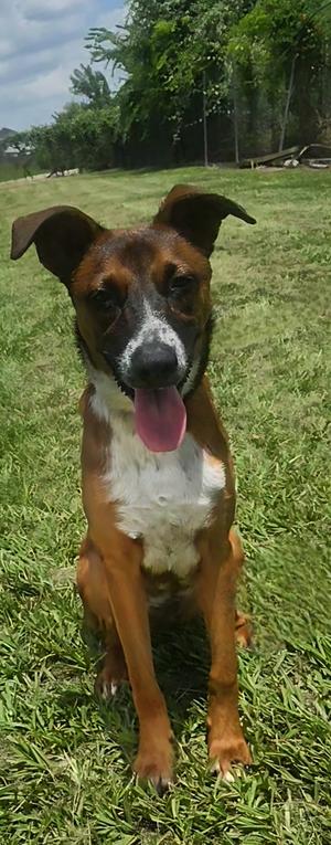 Bruno, Mixed Breed, young, available for adoption