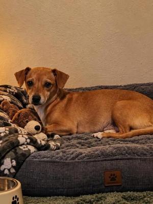 B-sugar, Chihuahua - Smooth Coated Mix, adult, available for adoption