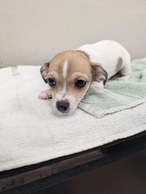 Adelaide, Chihuahua - Smooth Coated Mix, puppy, available for adoption